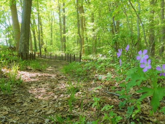 A trail at the refuge's Salt Meadow Unit's marsh in late spring.