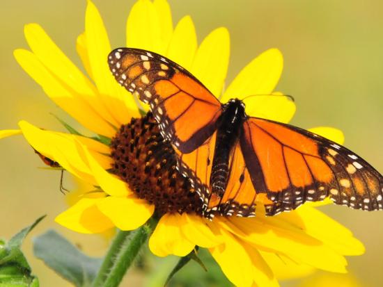 Monarch butterfly on a sunflower.