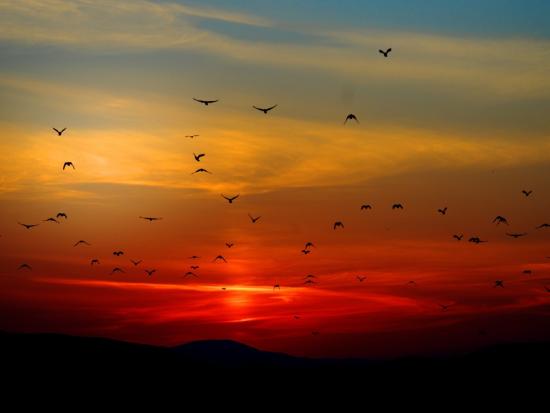 Birds flying against image of orange sunset