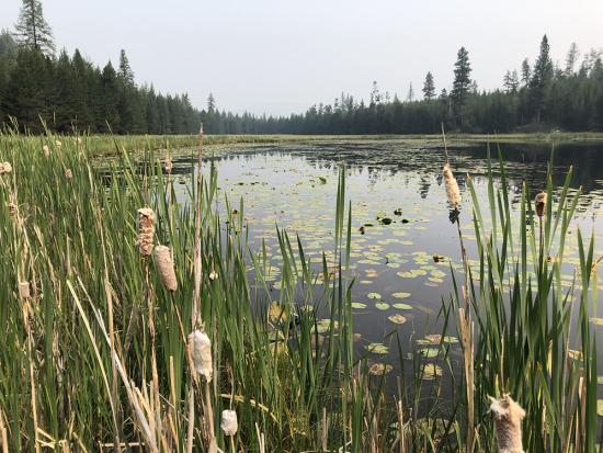 Cattails surrounding a pond with trees in the background
