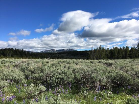 Rugged, forested terrain with pine and fir at the North Fork of the Powder River.