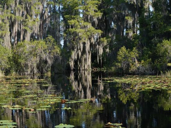 Swamp ecosystem in the Okefenokee National Wildlife Refuge
