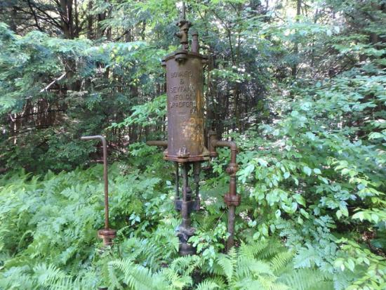 An orphan well surrounded by trees and ferns