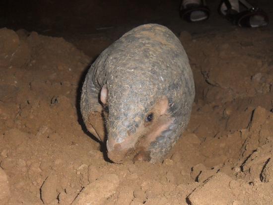 Curled up mammal with gray scales in a dirt pile. 