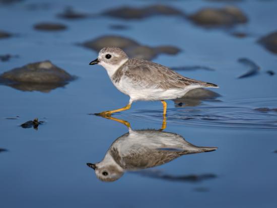 Small gray and white bird walking through wetland area.