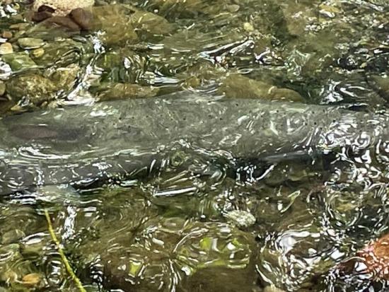 Large fish in rocky river. 