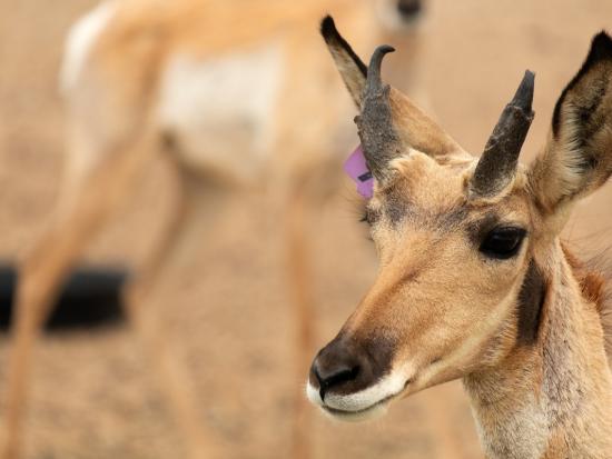 Sonoran pronghorn