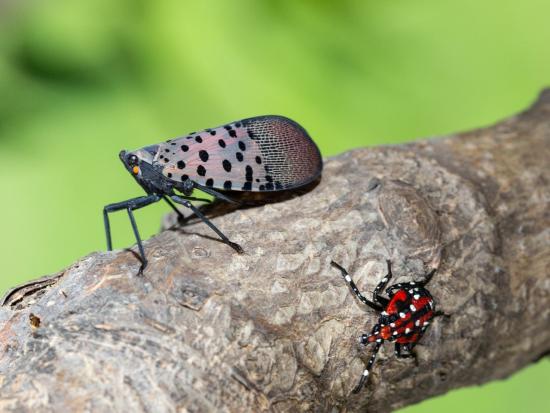 A spotted lanternfly sits on a branch next to a bug with white spots on its red body and black legs.