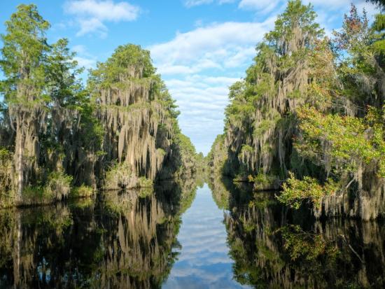 Trees with green leaves and moss surround a river with a bright blue sky with clouds in the background