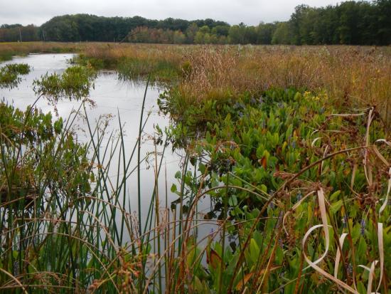A wetland with emergent plants and still water bordered by forest.