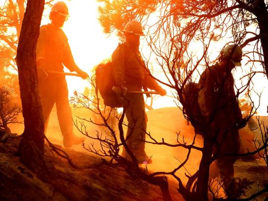 Three wildland firefighters in a forest