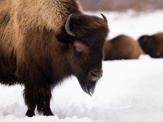 A wood bison in the snow eyes the camera. Other bison lie behind it.