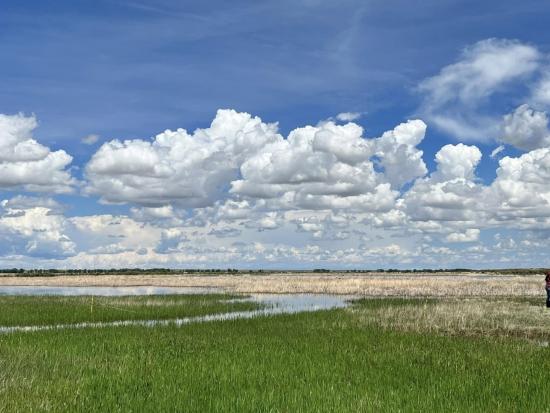 Green wetland area with cloudy blue sky