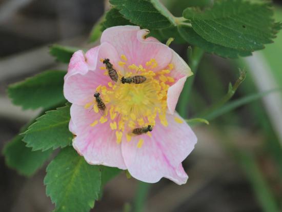 Wild Prairie Rose flower and 4 bees
