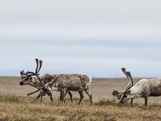 A few caribou grazing under a cloudy sky.