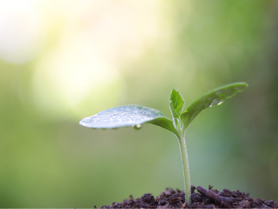 Image of small plant coming out of ground