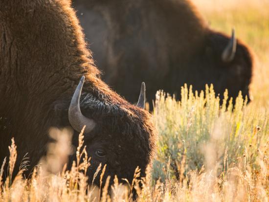 Bison grazing in a meadow