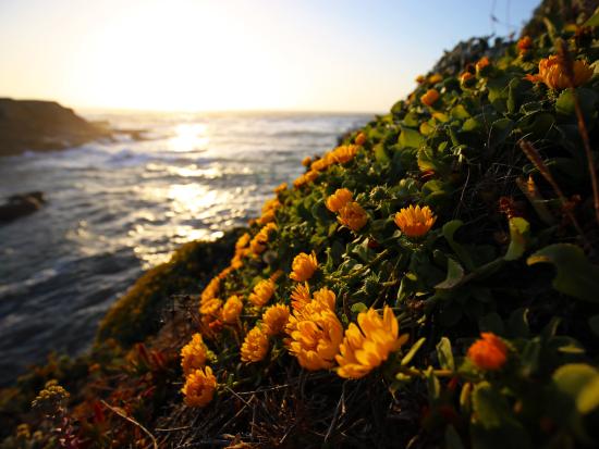 California Coastal National Monument - yellow flowers on hill
