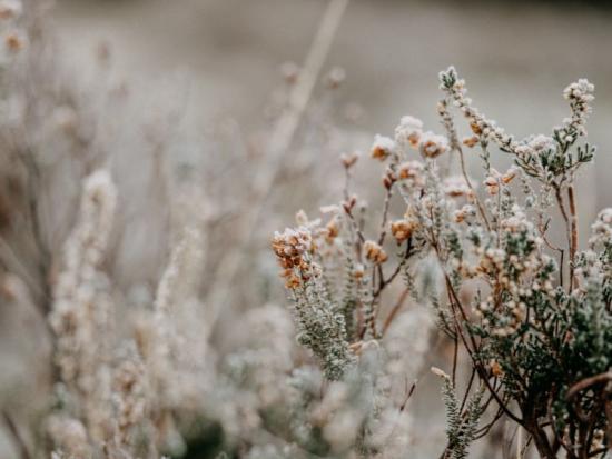 Desert shrubbery in wintertime