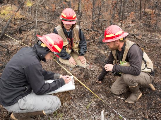 Three employees kneel in a burned area to collect data after a wildfire. 