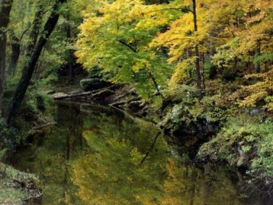A creek with heavy green and yellow trees surrounding it