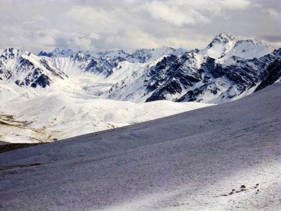 Gold Hill Area Mountains and Caribou (NPS photo, Wrngell-St. Elias NPP)