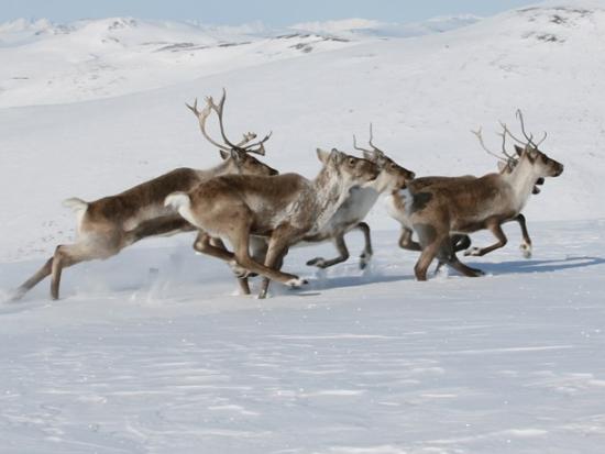 Caribou running through the snow (NPS photo)