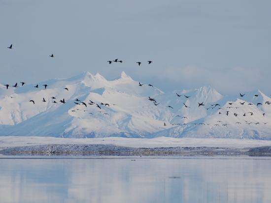 A flock of birds flying over water with snow covered mountains in the background