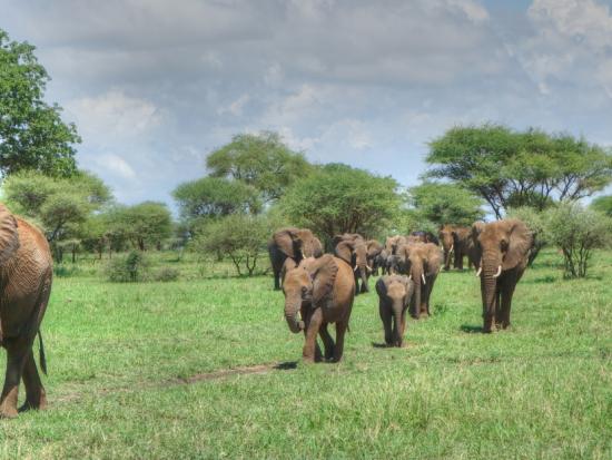 Elephants in Kenya