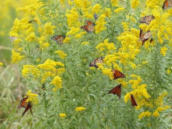 Monarchs on goldenrod
