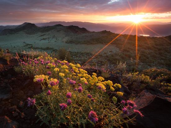 Wildflower bloom at Slinkard Wilderness Study Area at sunset. 