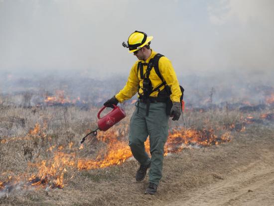 A wildland firefighter ignites fine fuels with a drip torch on a prescribed fire.