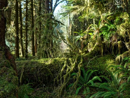 Lush green rainforest in the Pacific Northwest