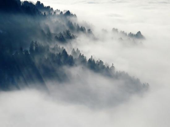 Fog-covered pines