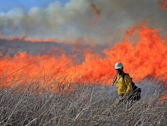 A wildland firefighter stands in dry grass as flames rise behind him.  