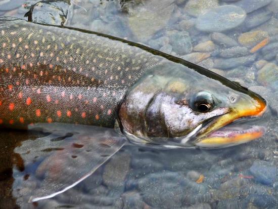 Pink Salmon in Bear Creek, Alaska 