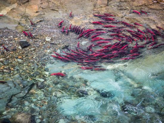 Salmon pool together in a stream (Katmai NPS photo by Russ Taylor)