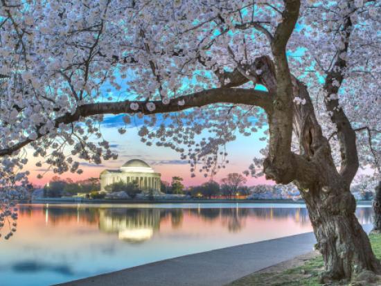The Jefferson Monument with pink blooming cherry blossoms blooming in the foreground