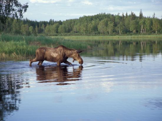 Picture of Wildlife