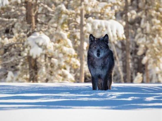 Lone wolf looking out of the snow in Yellowstone National Park