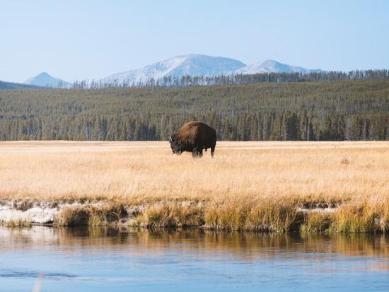 Buffalo in front of stream on the plains