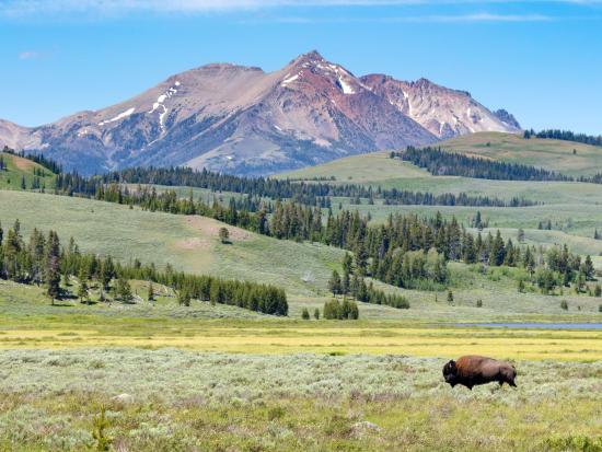 Yellowstone National Park with bison in the foreground
