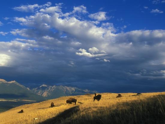The Bison Range in Montana. 