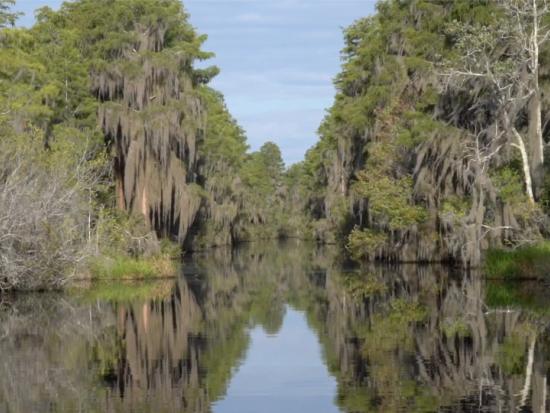 Moss-covered trees rise out of the still waters of the Okefenokee Swamp  