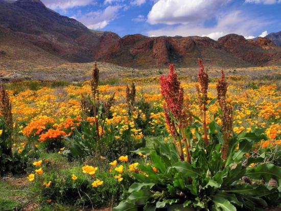 Colorful desert plants bloom in the foreground as mountains rise in the background