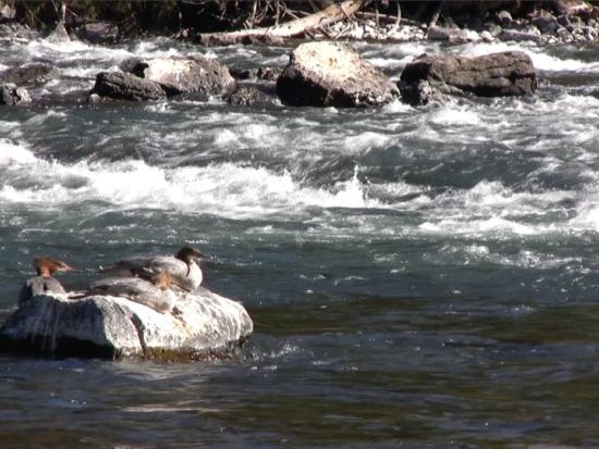 a river with ducks on a rock