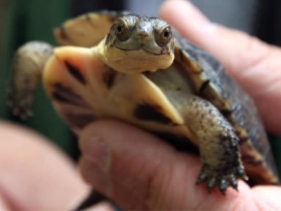 Blanding turtle