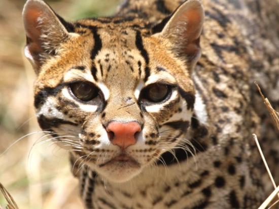 Picture of an ocelot 