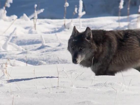 Wolf at Yellowstone NP