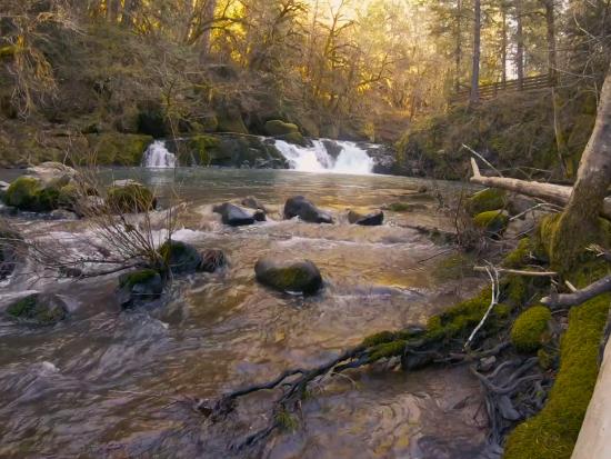 A stream runs over rocks and branches surrounded by trees with a sunrise in the background